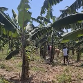 Parish banana plantation.mov
